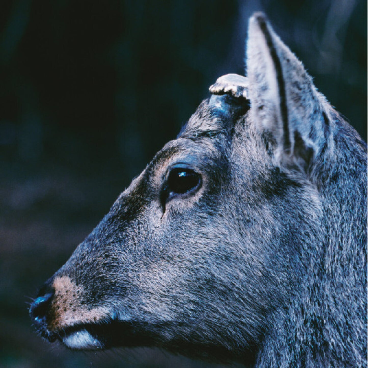 Book About My Idle Plot On A Vague Anxiety (Deer Glisten Blue LP Vinyl)