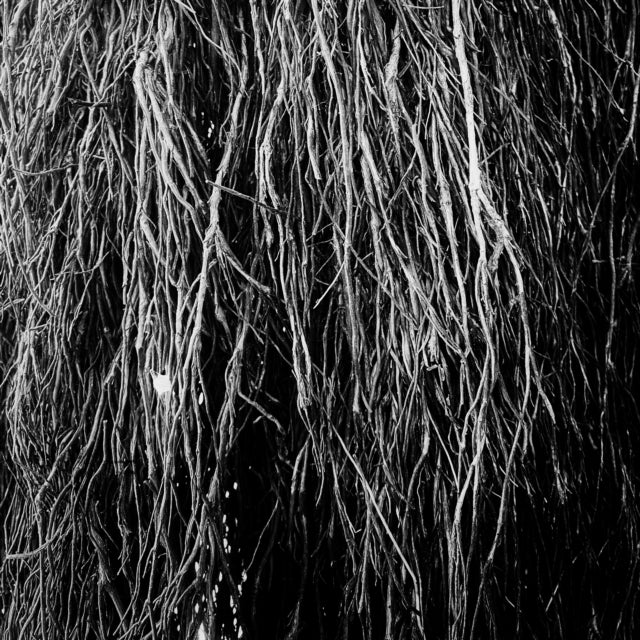 Nocturnal Rainforest