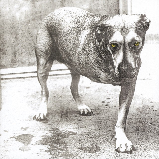 Dirt & Alice In Chains