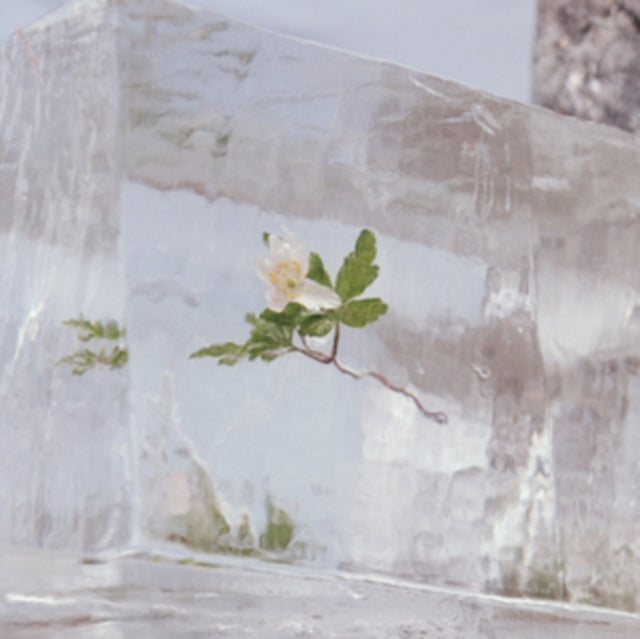Windflowers (140G/Dl Card)