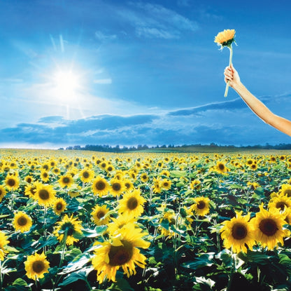 This is a 3 LP Vinyl SKU bundle.
1.This LP Vinyl is brand new.Format: LP VinylMusic Style: Alternative RockThis item's title is: Thank You (Opaque Sky Blue Vinyl/2LP) (Rocktober)Artist: Stone Temple PilotsLabel: AtlanticBarcode: 081227819316Release Date: 10/6/2023
2.