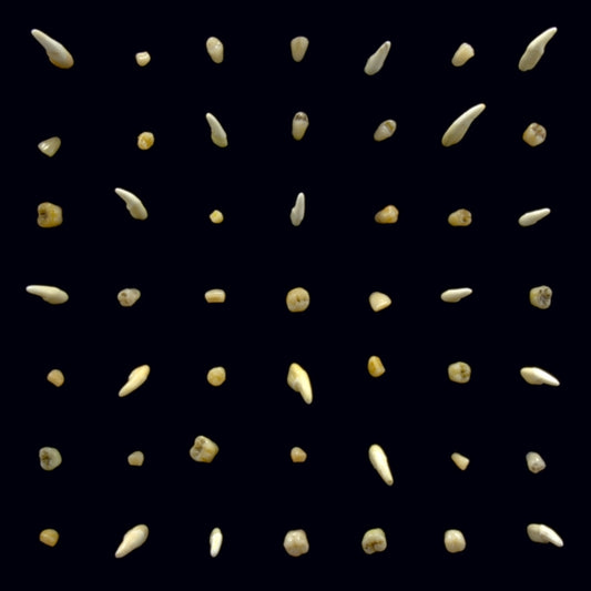 This LP Vinyl is brand new.Format: LP VinylMusic Style: HorrorcoreThis item's title is: Visions Of Bodies Being BurnedArtist: Clipping.Label: SUB POP RECORDSBarcode: 098787133110Release Date: 10/23/2020