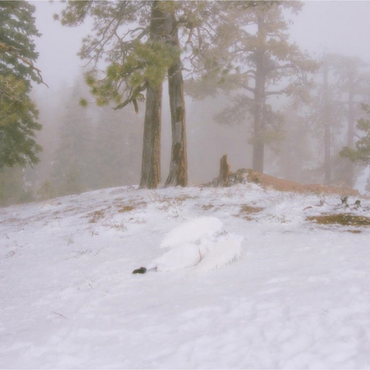 Pandora (Ep) & If Not Winter