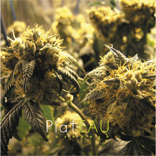 Kushbush (2LP)