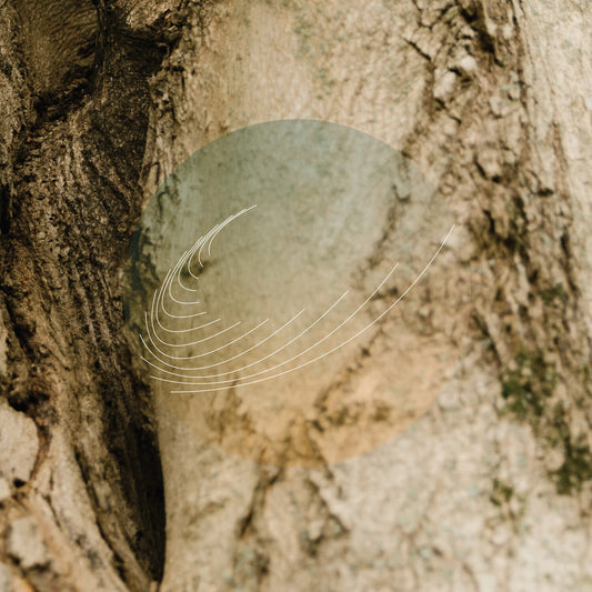 Maples Ash & Oaks: Cedars Instrumentals (Iridescent Mother Of Pearl W/ Green Undertone)