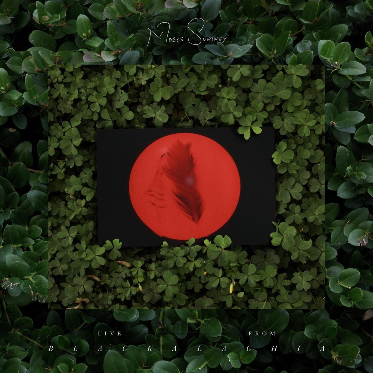 Live - From Blackalachia (2LP/Clear Green Vinyl)