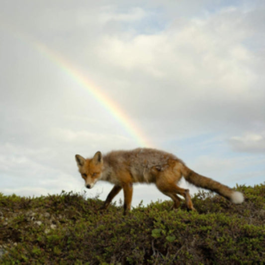Buck Meek (Translucent Green LP Vinyl)