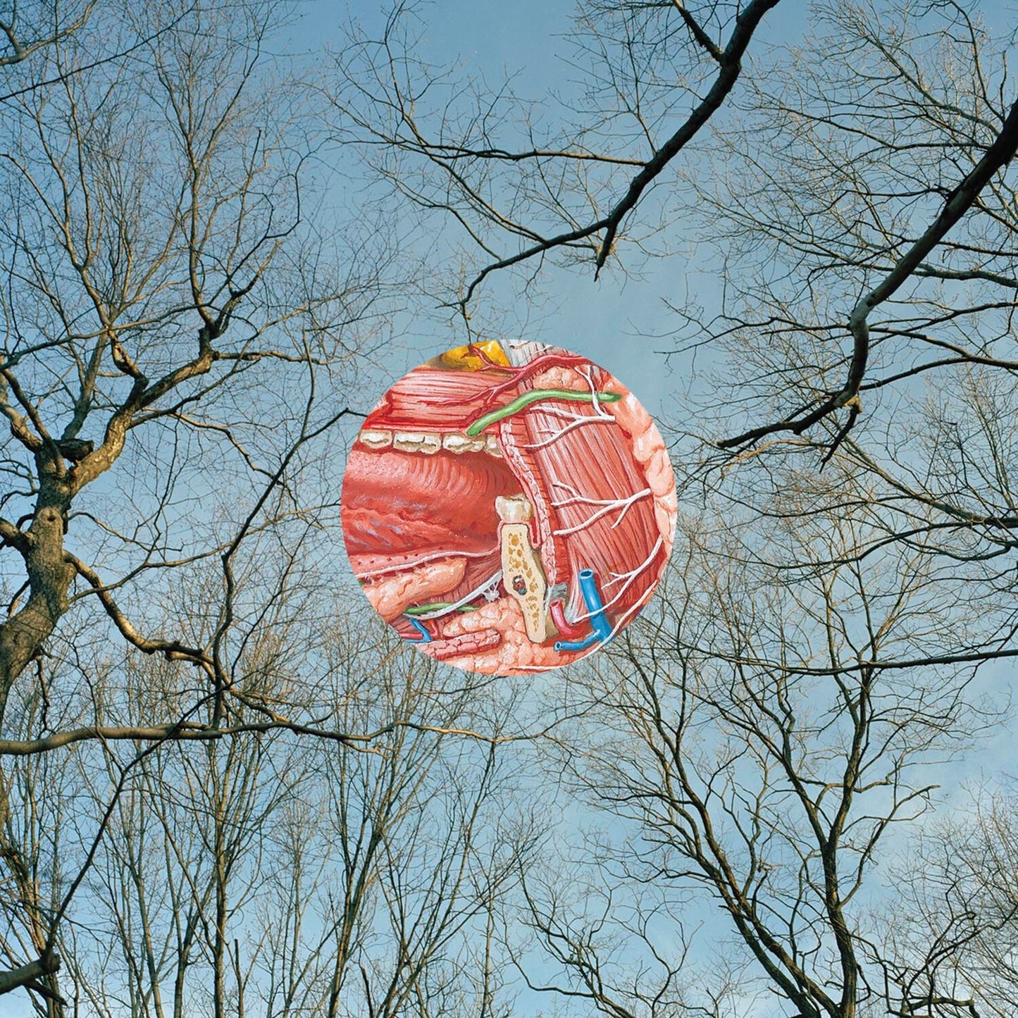 Book & Glean (Clear W/ Red Whisps LP Vinyl)