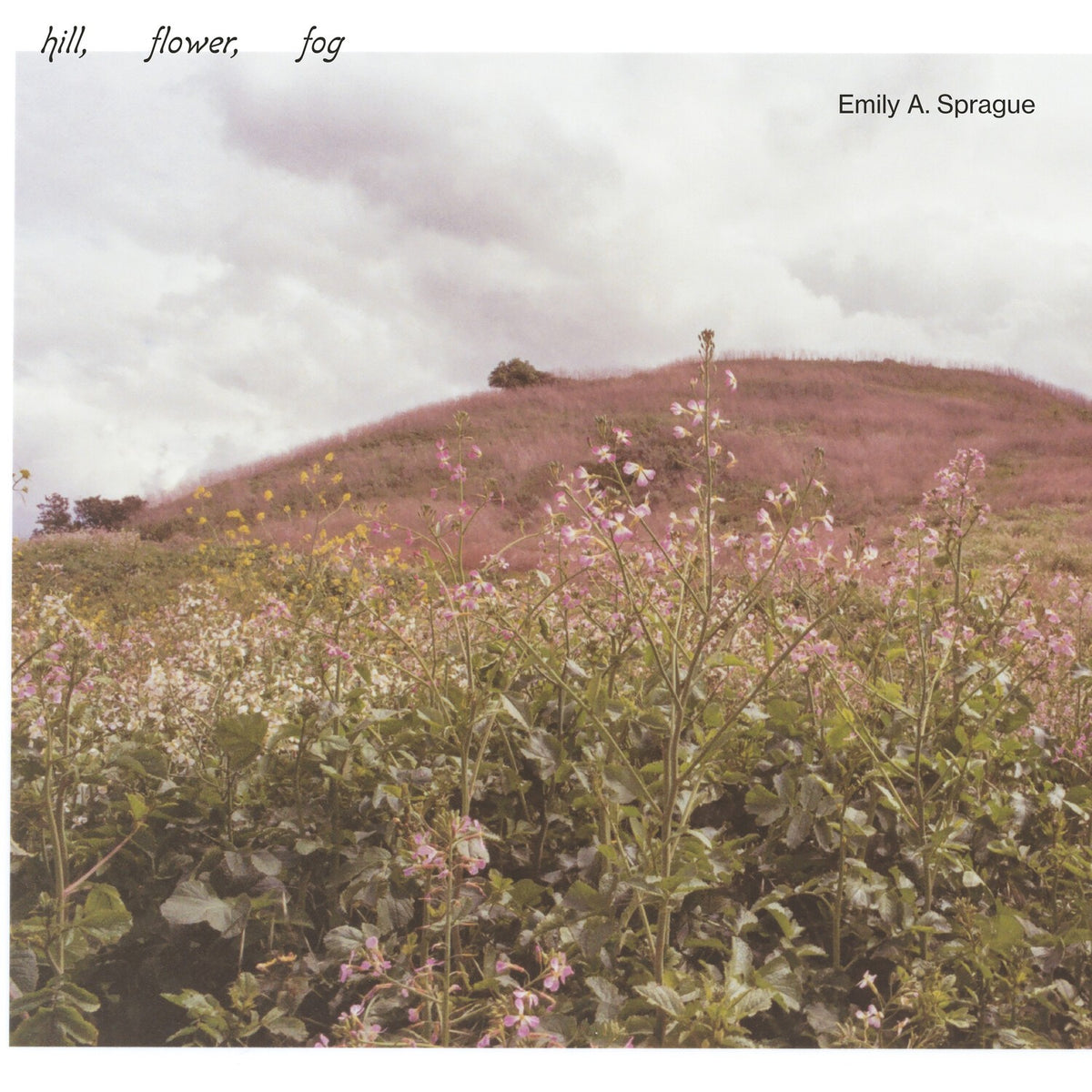 Hill, Flower, Fog