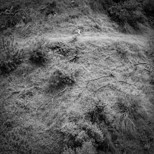 This LP Vinyl is brand new.Format: LP VinylMusic Style: FolkThis item's title is: Animal PoemArtist: Anna TivelLabel: Fluff And Gravy RecordsBarcode: 850019164749Release Date: 8/29/2025