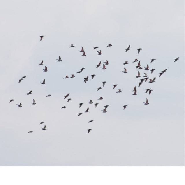 This LP Vinyl is brand new.Format: LP VinylMusic Style: ExperimentalThis item's title is: Coincidence Is Perfect, Intimate AttunementArtist: Marja & Judith Hamann AhtiLabel: SECOND EDITIONSBarcode: 880918257556Release Date: 11/25/2022