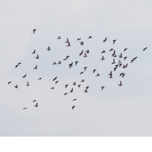 This LP Vinyl is brand new.Format: LP VinylMusic Style: ExperimentalThis item's title is: Coincidence Is Perfect, Intimate AttunementArtist: Marja & Judith Hamann AhtiLabel: SECOND EDITIONSBarcode: 880918257556Release Date: 11/25/2022