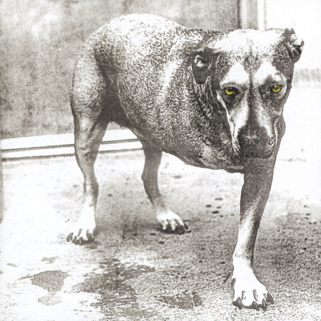 Dirt & Alice In Chains