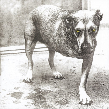 Dirt & Alice In Chains