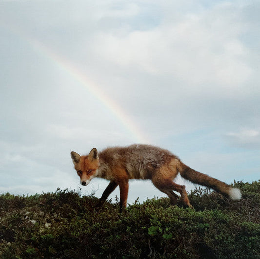 This LP Vinyl is brand new.Format: LP VinylThis item's title is: Buck Meek (Dl Code)Artist: Buck MeekBarcode: 603051199909Release Date: 5/18/2018